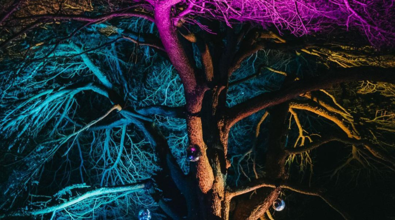 Stockwood Illuminated